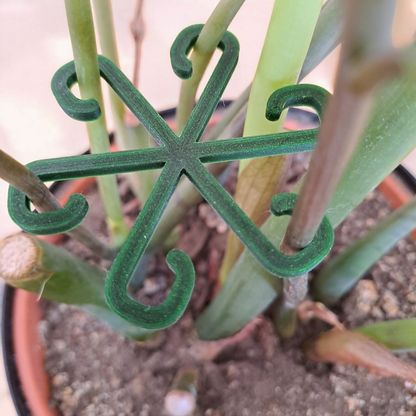 Pflanzenstützhaken "Sternblüte" - Grüne Helfer für deine Zimmerpflanzen