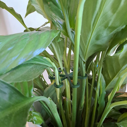 Pflanzenstützhaken "Sternblüte" - Grüne Helfer für deine Zimmerpflanzen